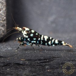 Cove Black Snowfall Premium Caridina Shrimp UK Shrimp Cove, next day delivery