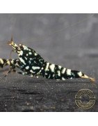 Cove Black Snowfall Premium Caridina Shrimp UK Shrimp Cove, next day delivery