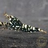 Cove Black Snowfall Premium Caridina Shrimp UK Shrimp Cove, next day delivery