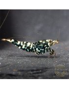 Cove Black Snowfall Premium Caridina Shrimp UK Shrimp Cove, next day delivery