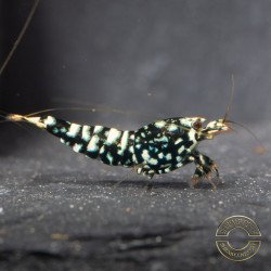 Cove Black Snowfall Premium Caridina Shrimp UK Shrimp Cove, next day delivery