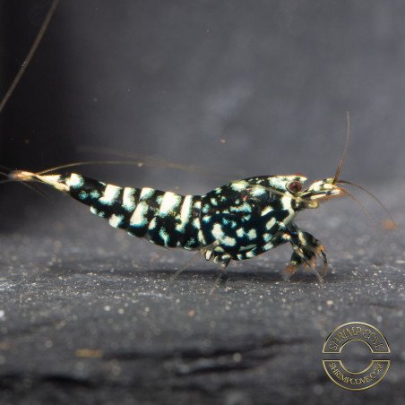 Cove Black Snowfall Premium Caridina Shrimp UK Shrimp Cove, next day delivery