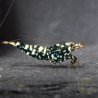 Cove Black Snowfall Premium Caridina Shrimp UK Shrimp Cove, next day delivery