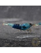 Boa Orange Premium Caridina Shrimp UK Shrimp Cove, next day delivery