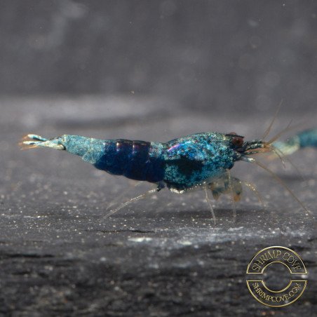 Boa Orange Premium Caridina Shrimp UK Shrimp Cove, next day delivery