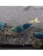 Boa Orange Premium Caridina Shrimp UK Shrimp Cove, next day delivery