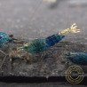 Boa Orange Premium Caridina Shrimp UK Shrimp Cove, next day delivery