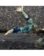 Boa Orange Premium Caridina Shrimp UK Shrimp Cove, next day delivery