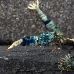 Boa Orange Premium Caridina Shrimp UK Shrimp Cove, next day delivery