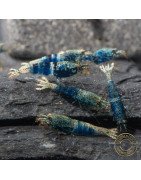 Boa Orange Premium Caridina Shrimp UK Shrimp Cove, next day delivery