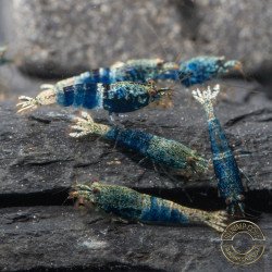 Boa Orange Premium Caridina Shrimp UK Shrimp Cove, next day delivery