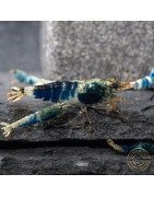 Boa Orange Premium Caridina Shrimp UK Shrimp Cove, next day delivery