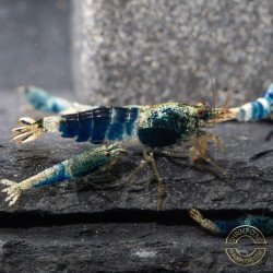 Boa Orange Premium Caridina Shrimp UK Shrimp Cove, next day delivery