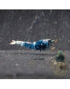 Boa Orange Premium Caridina Shrimp UK Shrimp Cove, next day delivery