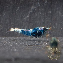 Boa Orange Premium Caridina Shrimp UK Shrimp Cove, next day delivery