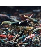 SIDEKICKS SEEKING A HAPPY, LOVING HOME- COMMON CARIDINA SHRIMP/ LOW GRADE