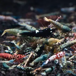 SIDEKICKS SEEKING A HAPPY, LOVING HOME- COMMON CARIDINA SHRIMP/ LOW GRADE