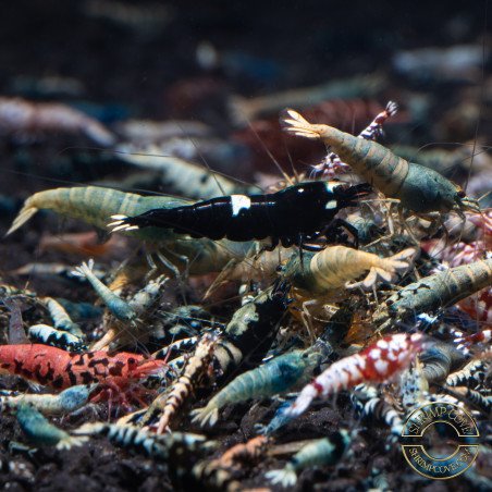 SIDEKICKS SEEKING A HAPPY, LOVING HOME- COMMON CARIDINA SHRIMP/ LOW GRADE