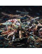 SIDEKICKS SEEKING A HAPPY, LOVING HOME- COMMON CARIDINA SHRIMP/ LOW GRADE