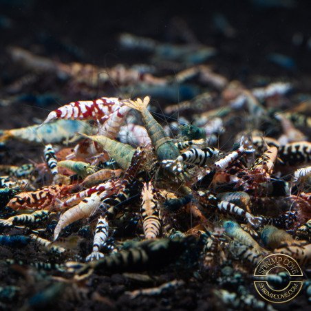 SIDEKICKS SEEKING A HAPPY, LOVING HOME- COMMON CARIDINA SHRIMP/ LOW GRADE