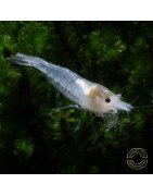 Snowball Shrimp Neocaridina