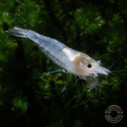 Snowball Shrimp Neocaridina