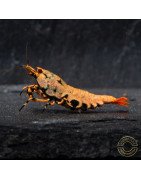 Boa Orange Premium Caridina Shrimp UK Shrimp Cove, next day delivery