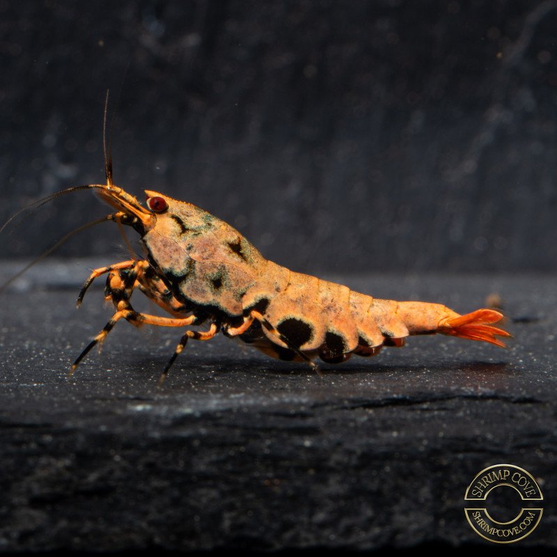 Boa Orange Premium Caridina Shrimp UK Shrimp Cove, next day delivery