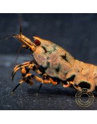Boa Orange Premium Caridina Shrimp UK Shrimp Cove, next day delivery