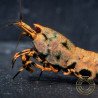 Boa Orange Premium Caridina Shrimp UK Shrimp Cove, next day delivery
