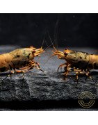 Boa Orange Premium Caridina Shrimp UK Shrimp Cove, next day delivery