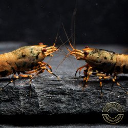 Boa Orange Premium Caridina Shrimp UK Shrimp Cove, next day delivery