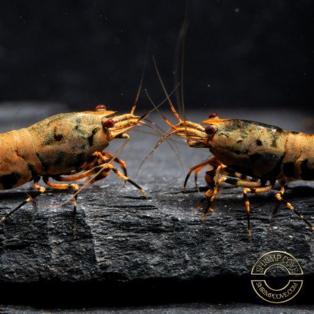 Boa Orange Premium Caridina Shrimp UK Shrimp Cove, next day delivery