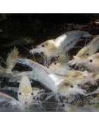 Snowball Shrimp Neocaridina