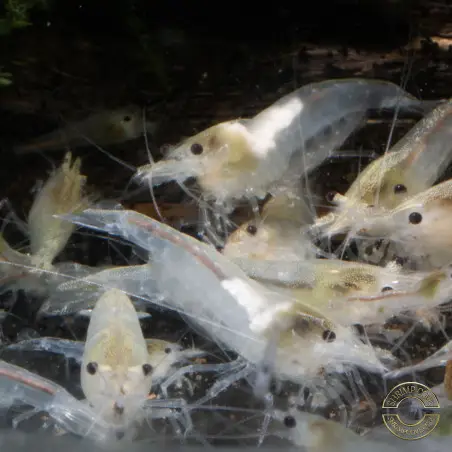 Snowball Shrimp Neocaridina