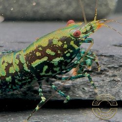 Breeding Pair TB Metallic Snowflake Premium Caridina Shrimp UK Shrimp Cove, next day delivery