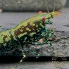 Breeding Pair TB Metallic Snowflake Premium Caridina Shrimp UK Shrimp Cove, next day delivery