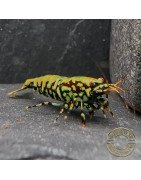 Breeding Pair TB Metallic Snowflake Premium Caridina Shrimp UK Shrimp Cove, next day delivery