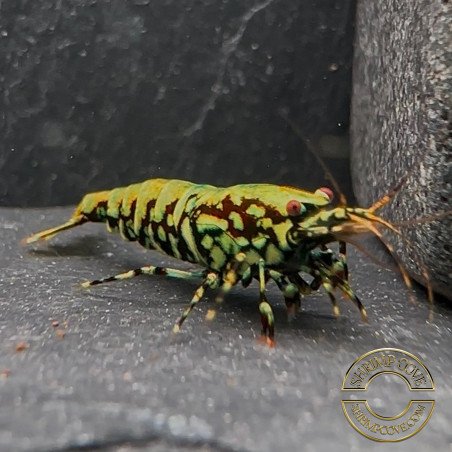 Breeding Pair TB Metallic Snowflake Premium Caridina Shrimp UK Shrimp Cove, next day delivery