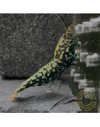 Breeding Pair TB Metallic Snowflake Premium Caridina Shrimp UK Shrimp Cove, next day delivery