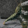 Breeding Pair TB Metallic Snowflake Premium Caridina Shrimp UK Shrimp Cove, next day delivery