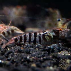 Zebra Babaulti Shrimp Non-Crossbreeding