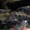 Zebra Babaulti Shrimp Non-Crossbreeding