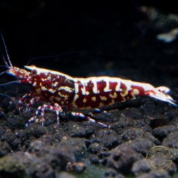 Red Snowflake Caridina Shrimp buy now at Shrimp Cove