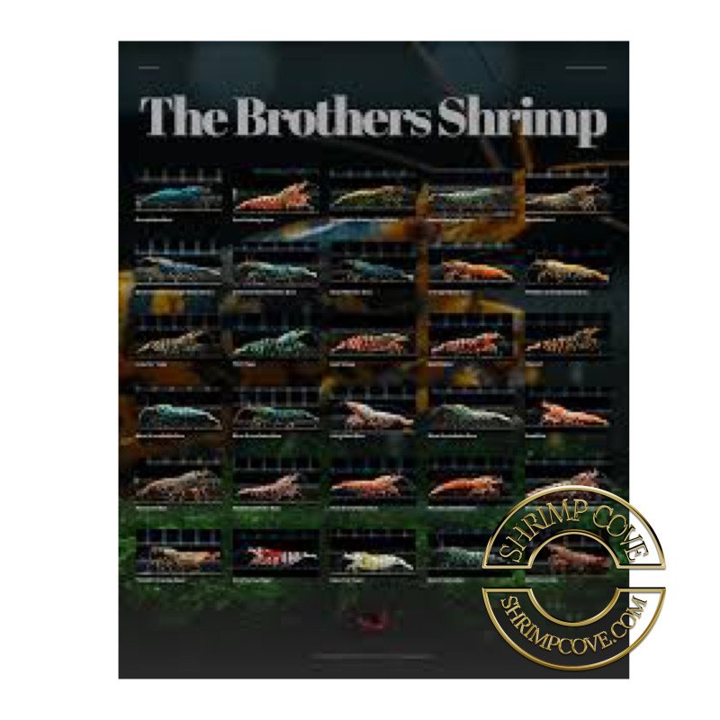 TB Shrimp Poster now available, Best Gift. Buy Now at Shrimp Cove UK
