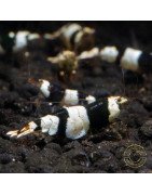 Black Crystal Caridina Shrimp at Shrimp Cove Crystal Black freshwater