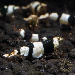 Black Crystal Caridina Shrimp