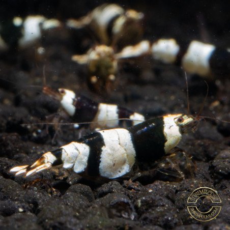 Black Crystal Caridina Shrimp