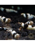 Black Crystal Caridina Shrimp at Shrimp Cove Crystal Black freshwater