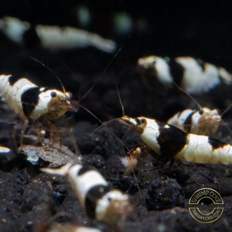 Black Crystal Caridina Shrimp at Shrimp Cove Crystal Black freshwater